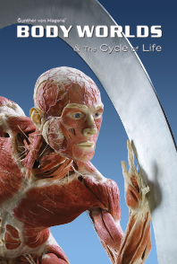 BODY WORLDS & The Cycle of Life – Katowice